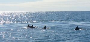 Napoli, avvistati delfini nella baia di Trentaremi: video