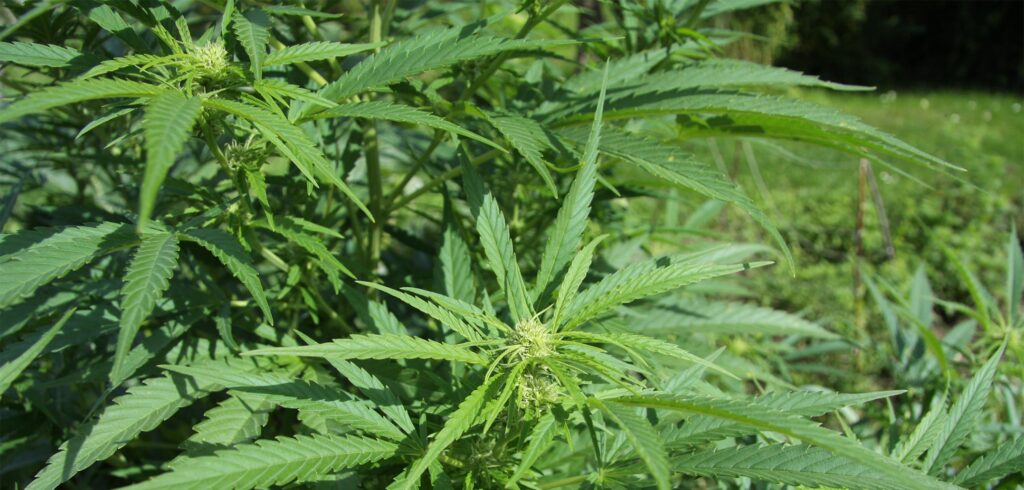 Napoli, da gennaio 2017 cannabis in vendita nelle farmacie