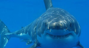 Napoli, pescato uno squalo di quasi 3 metri a Mergellina