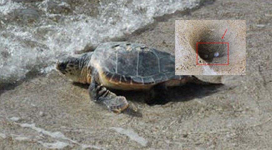 Il Cilento è la "patria" delle tartarughe, un altro nido ad Ascea