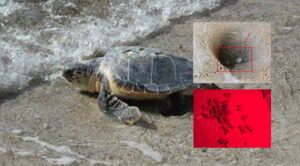 Cilento, si schiudono le uova e nascono 29 tartarughe