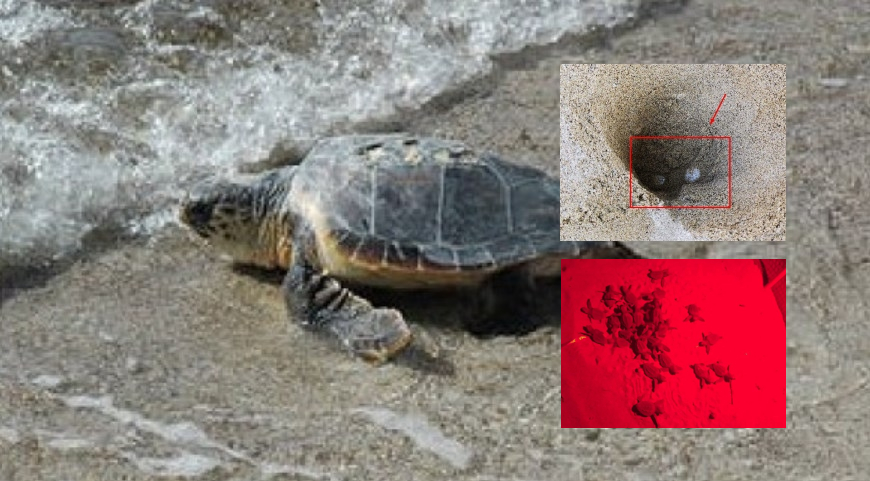 Cilento, si schiudono le uova e nascono 29 tartarughe