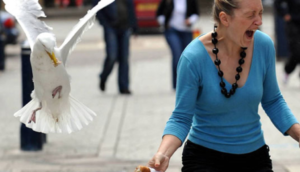 aggressione gabbiano reale sant'antimo