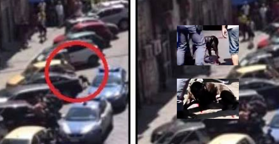 Pitbull ucciso a colpi di pistola, la manifestazione degli animalisti: "Il cane ammazzato barbaramente"