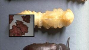 "Polpette crude e vermi nel cibo dei bambini", l'allarme in una scuola di Giugliano