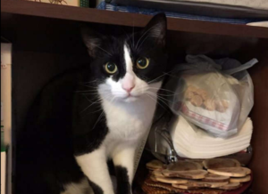 Problemi per Antonio Bassolino, sparito l'amato gatto Fred