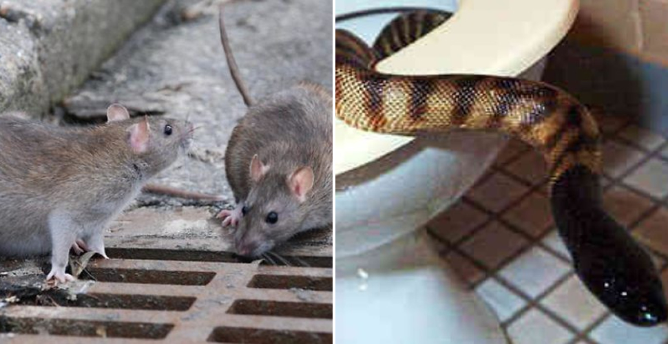 Topi e serpenti, è invasione: allarme nel salernitano