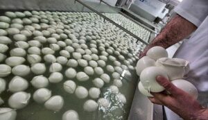 mozzarella