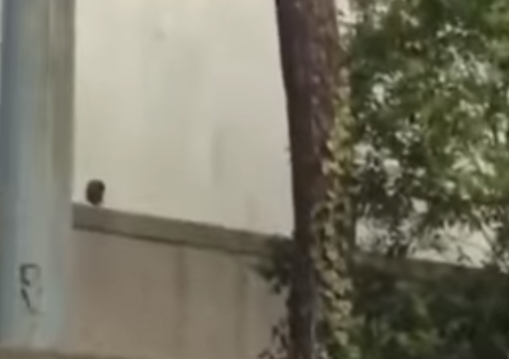 terrore al centro direzionale video