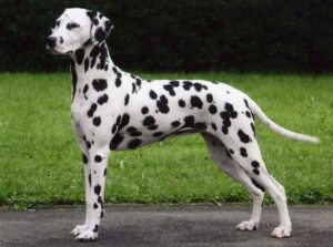 Napoli, Torre annunziata donna fa sesso con cane dalmata