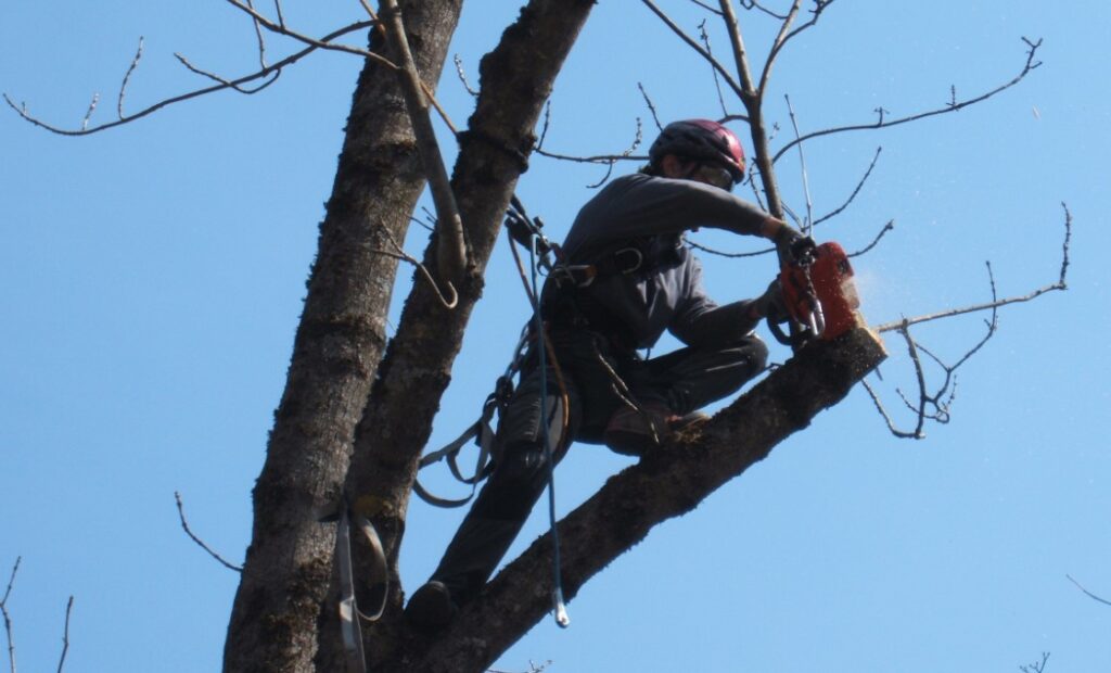 Tragedia a Morcone, uomo cade da un albero e muore