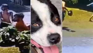 Abbandonano cane al sole