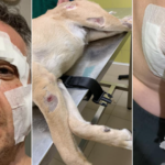 Aggredito e morso dai cani