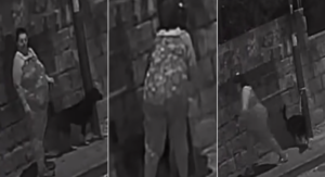 Cane abbandonato a Cercola