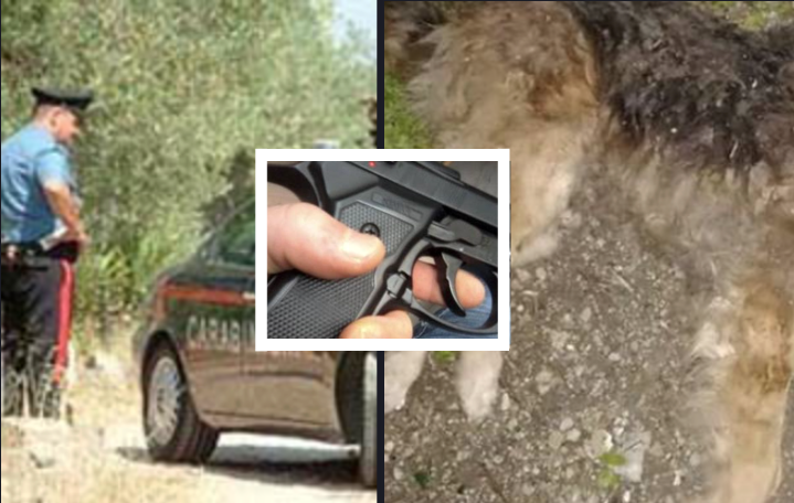 Cane ucciso a colpi d'arma da fuoco ad Ercolano