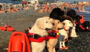 Cani salvano 5 ragazzi