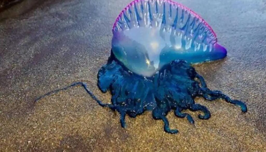 Caravella Portoghese