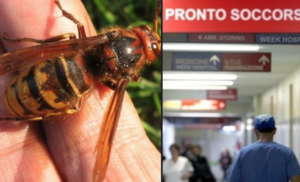 Cosa fare se ti punge un calabrone asiatico