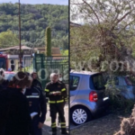 Crolla albero in una scuola di Pozzuoli