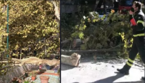 Crolla un albero al Vomero in via Cimarosa