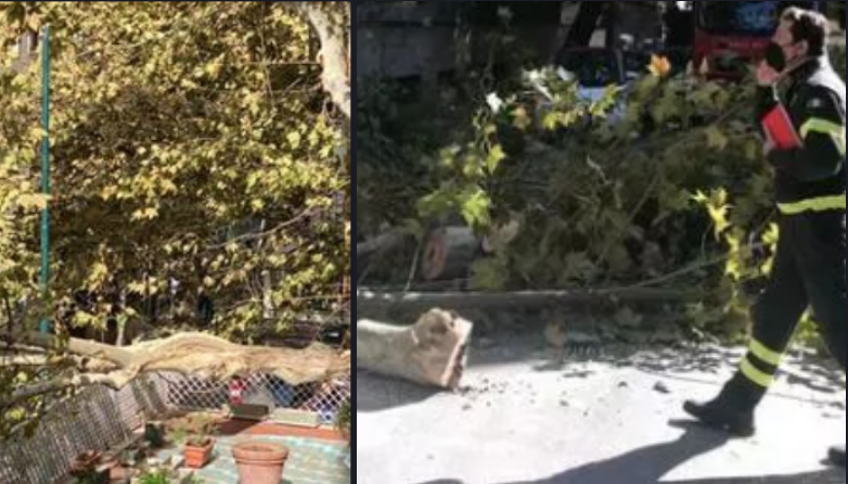 Crolla un albero al Vomero in via Cimarosa
