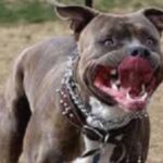 Uomo morso da un pitbull a Napoli
