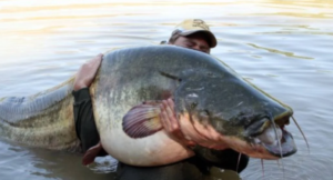 Il pesce siluro