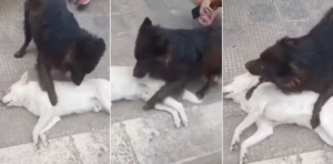 Investito il cane Bondo