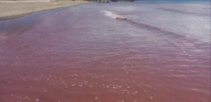 Mare rosso a Baia Domizia