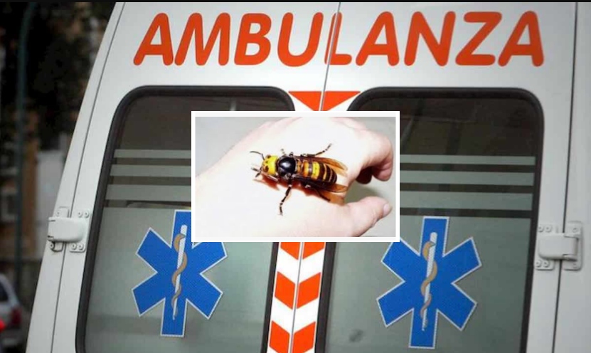 Punta da un calabrone, muore poco dopo davanti al marito: dramma a Teramo