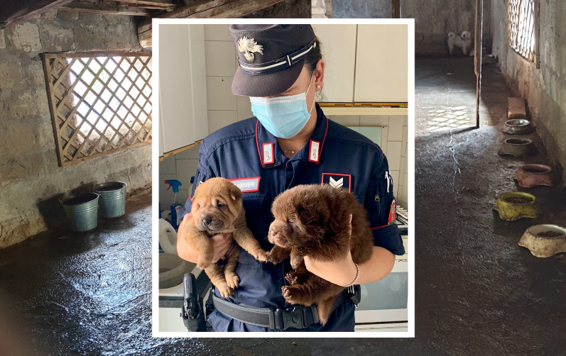 Arrestato l''orco' degli amici a 4 zampe, cani abbandonati e maltrattati salvati dai carabinieri