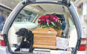 Il gesto di Lessie, il cane fedele che accompagna il feretro del padrone morto al cimitero