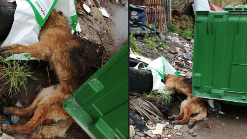 Pestato a sangue, ucciso e gettato tra i rifiuti: la mattanza dei cani che indigna i napoletani