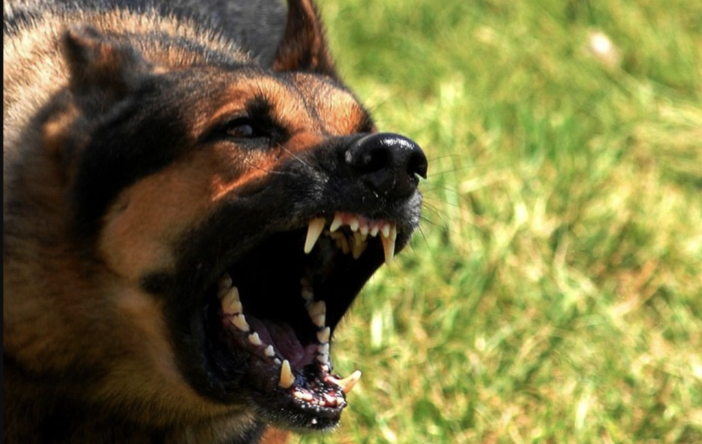 Paura nel Casertano, bimba di 7 anni azzannata da due cani randagi: è gravissima