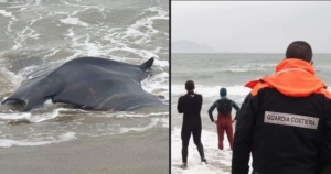 Castel Volturno, manta spiaggiata in riva al mare: salvata dai ragazzi del surf e dalla Guardia Costiera