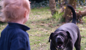 bambino azzannato scanno