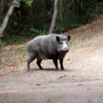Auto contro cinghiale