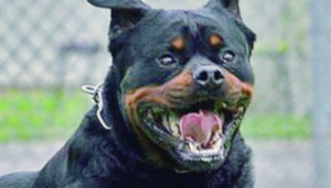 bimba azzannata da rottweiler