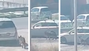 Cane abbandonato a Castel Volturno