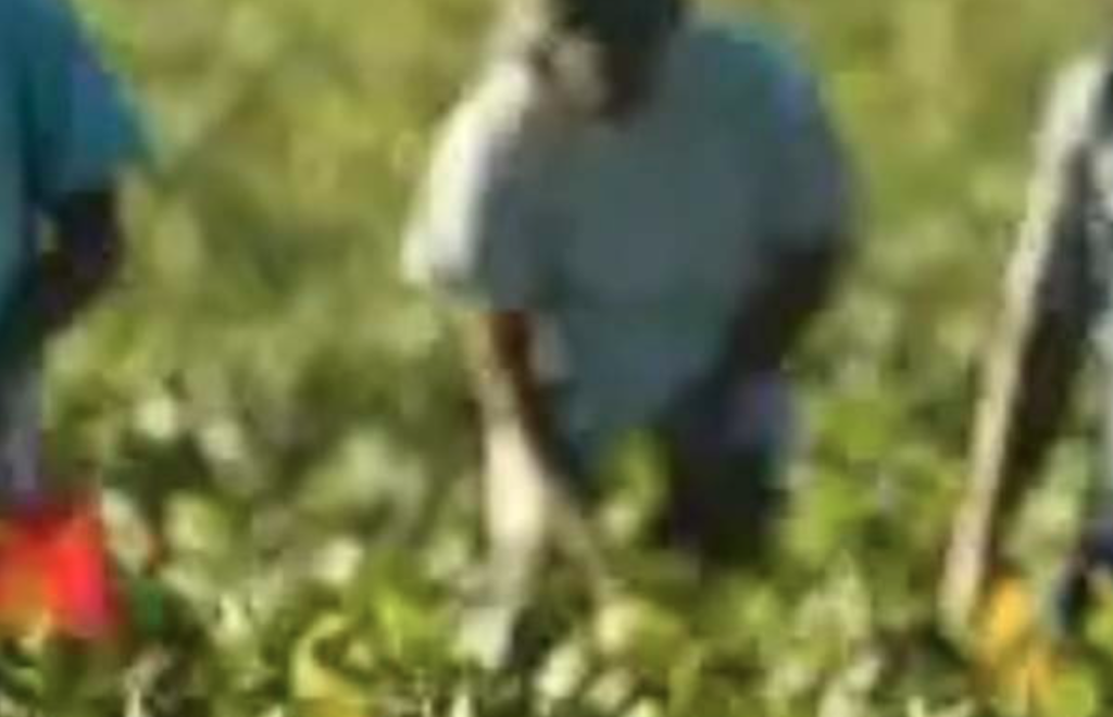 Muore bracciante a Parete