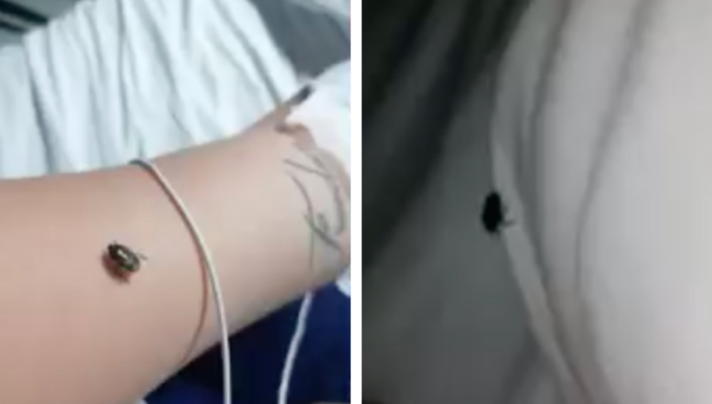 Scarafaggi al Policlinico di Napoli