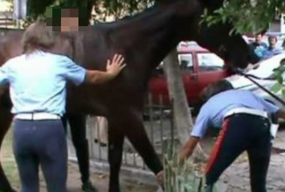 Dramma ad Ariano Irpino, bimbo di 18 mesi calpestato da un cavallo: è grave