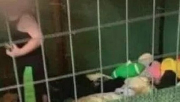 Bambino di un anno chiuso in gabbia circondato da topi e un boa di 3 metri