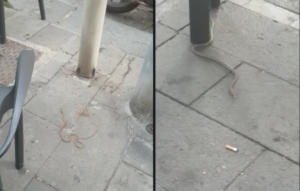 Serpente in strada tra i tavolini di Chiaia