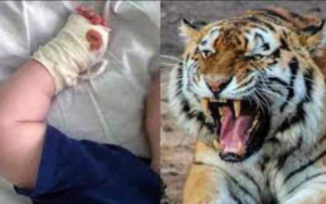 Tigre stacca dito a un bambino