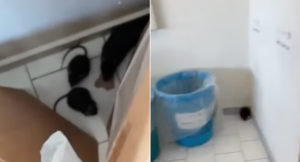 Topi in classe a Pozzuoli