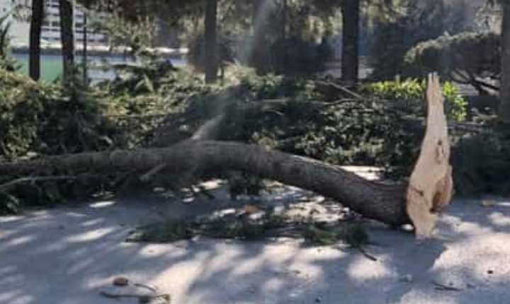 Cade albero a Fuorigrotta per il forte vento, tragedia sfiorata a Napoli