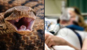 Donna morsa da un serpente a San Felice a Cancello