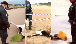 Carcassa di un cavallo in spiaggia
