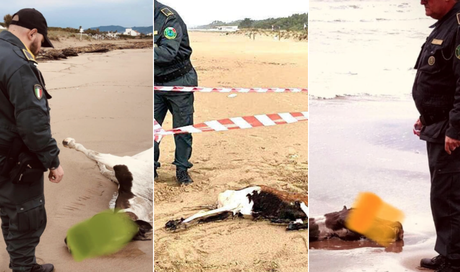 Carcassa di un cavallo in spiaggia